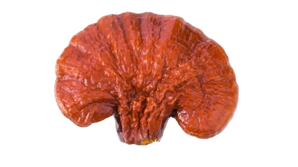 Reishi grybas (Ganoderma lucidum / lingzhi / tikrinis blizgutis