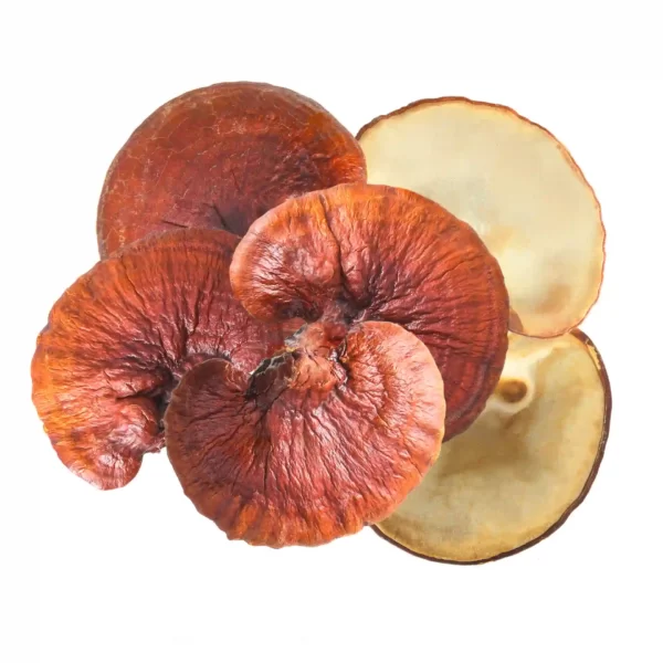 Reishi grybas (Ganoderma lucidum / lingzhi / tikrinis blizgutis