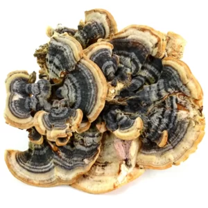 Džiovinti Turkey Tail grybai