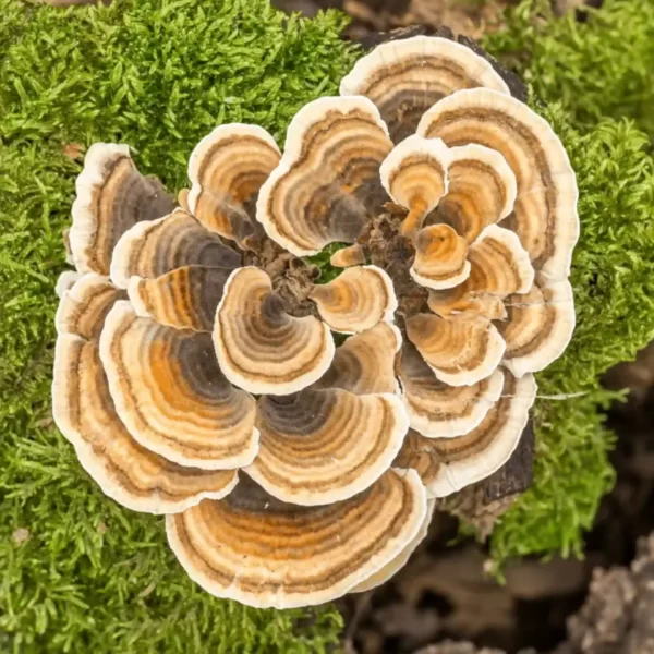 Džiovinti Turkey Tail grybai