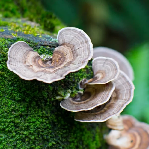 Džiovinti Turkey Tail grybai