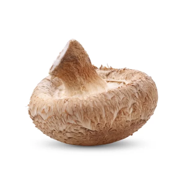 shiitake grybai manogrybai.lt